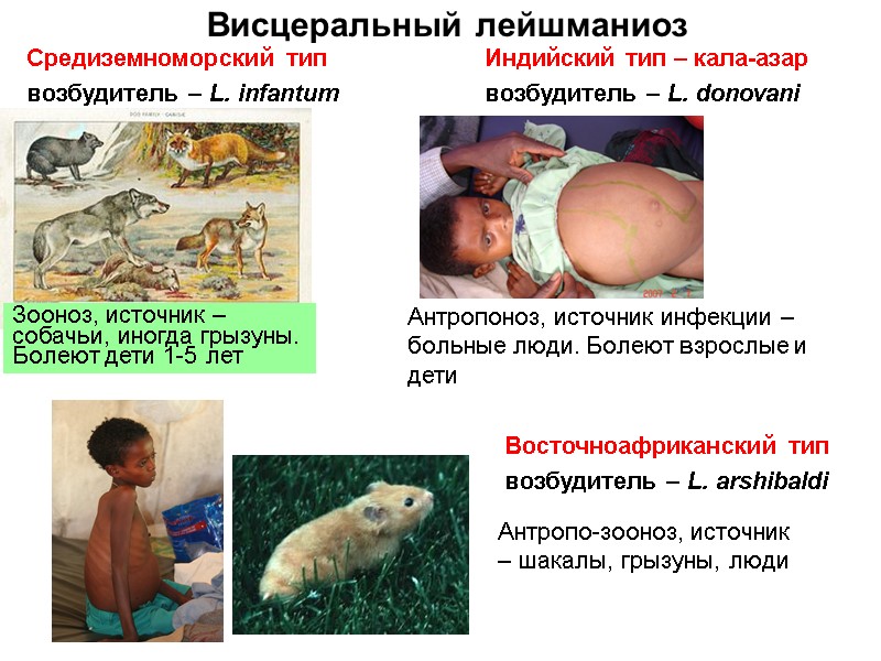 Висцеральный лейшманиоз Средиземноморский тип возбудитель – L. infantum Зооноз, источник – собачьи, иногда грызуны.